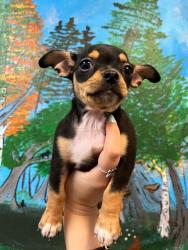 Shelter Stray Female Dog last seen Bexar County, 3353 Morningside Dr, New Braunfels, TX 78132, USA