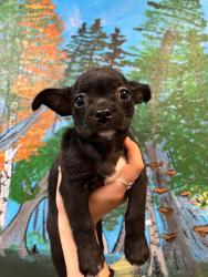 Shelter Stray Female Dog last seen Bexar County, 3353 Morningside Dr, New Braunfels, TX 78132, USA