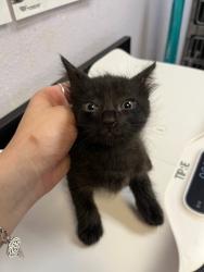 Shelter Stray Male Cat last seen Bexar County, 3353 Morningside Dr, New Braunfels, TX 78132, USA