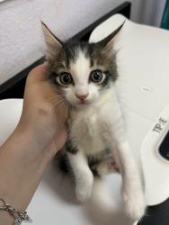 Shelter Stray Female Cat last seen Bexar County, 3353 Morningside Dr, New Braunfels, TX 78132, USA