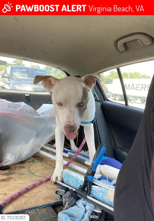 Lost Male Dog last seen Hatton st, Virginia Beach, VA 23454
