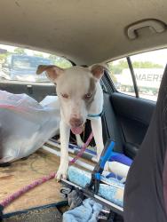 Lost Male Dog last seen Hatton st, Virginia Beach, VA 23454
