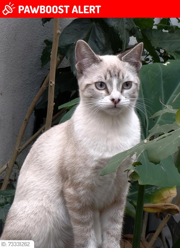 Lost Female Cat last seen ., Ciudad de México, CDMX 