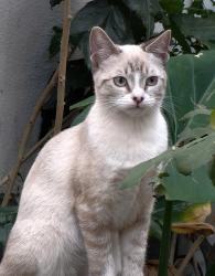 Lost Female Cat last seen ., Ciudad de México, CDMX 