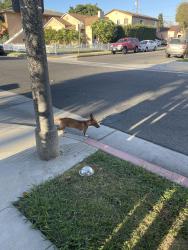 Found/Stray Male Dog last seen Lime Ave & E 56th St, Long Beach, CA 90807