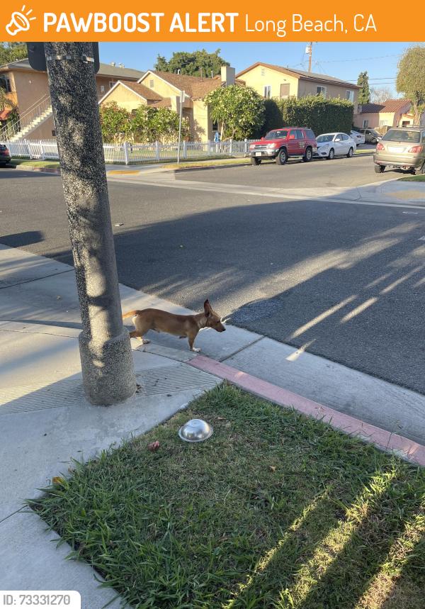 Found/Stray Male Dog last seen Lime Ave & E 56th St, Long Beach, CA 90807