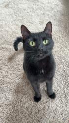 Reunited Female Cat last seen Near S Acoma St, Englewood, CO 80110, USA, Englewood, CO 80110