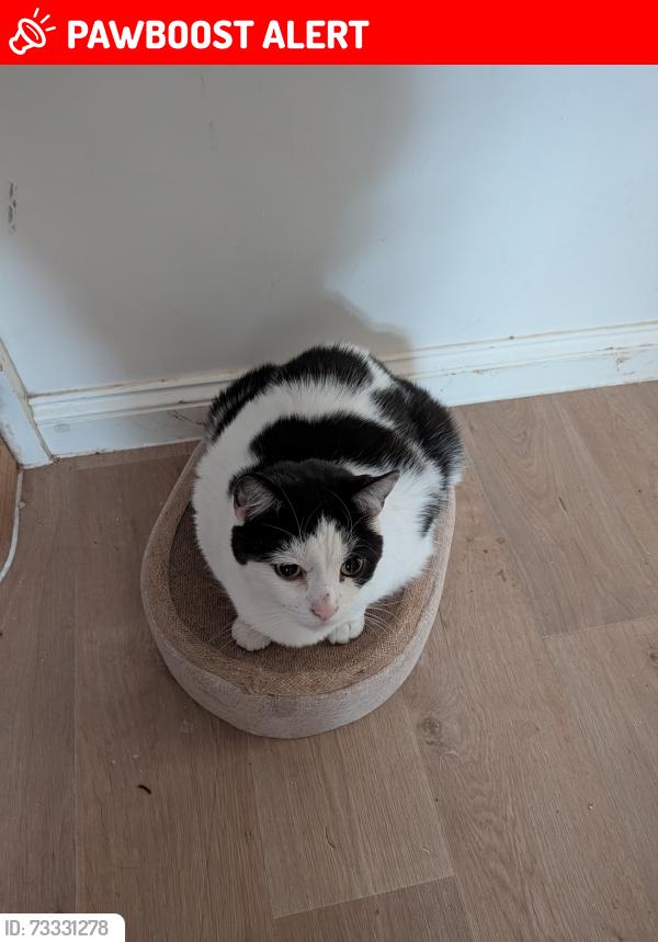 Lost Female Cat last seen Adderbury, Adderbury, England OX17 3GA