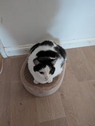 Lost Female Cat last seen Adderbury, Adderbury, England OX17 3GA