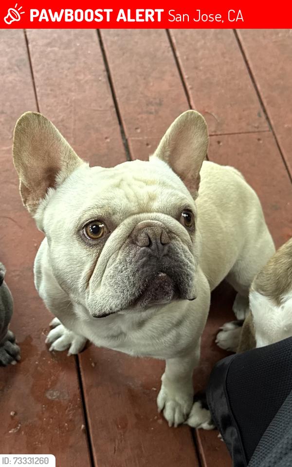 Lost Male Dog last seen Reentry Resource Center, San Jose, CA 95110