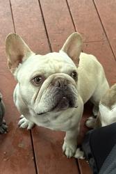 Lost Male Dog last seen Reentry Resource Center, San Jose, CA 95110