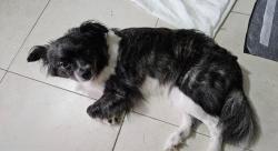 Reunited Female Dog last seen Greynolds Park; North Miami Beach, North Miami Beach, FL 33160