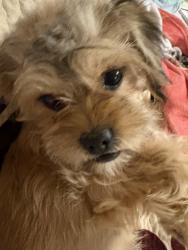 Lost Female Dog last seen Near Ruby Dr Midland Texas 79703, Midland, TX 79703