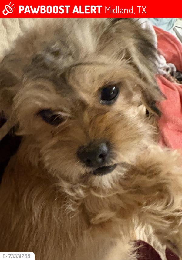 Lost Female Dog last seen Near Ruby Dr Midland Texas 79703, Midland, TX 79703