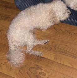 Reunited Male Dog last seen Dempsey Pl Lawrenceville, Gwinnett County, GA 30044