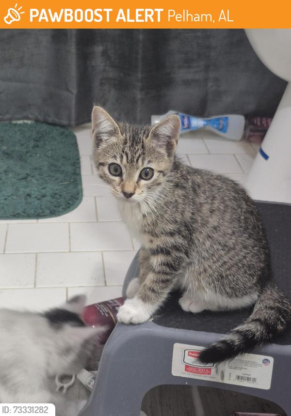 Found/Stray Female Cat last seen Near Wildewood Drive, Pelham, AL 35124