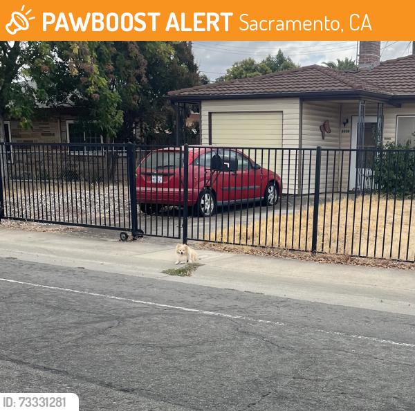 Found/Stray Unknown Dog last seen 61st Street Jansen Rd. Near Fruitridge Rd Sacramento., Sacramento, CA 95820