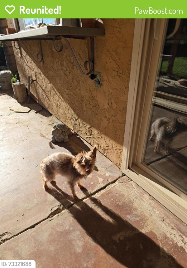 Reunited Female Dog last seen Harolds way, Ramona, CA 92065