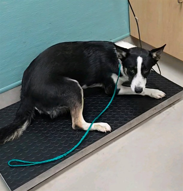 Shelter Stray Female Dog last seen Near BLOCK PUFFIN ST, RENO NV 89508, 2825 Longley Ln Suite A, Reno, NV 89502, USA