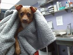 Shelter Stray Male Dog last seen CENTRAL/NEW YORK NW, 11800 Sunset Gardens Rd SW, Albuquerque, NM 87121, USA