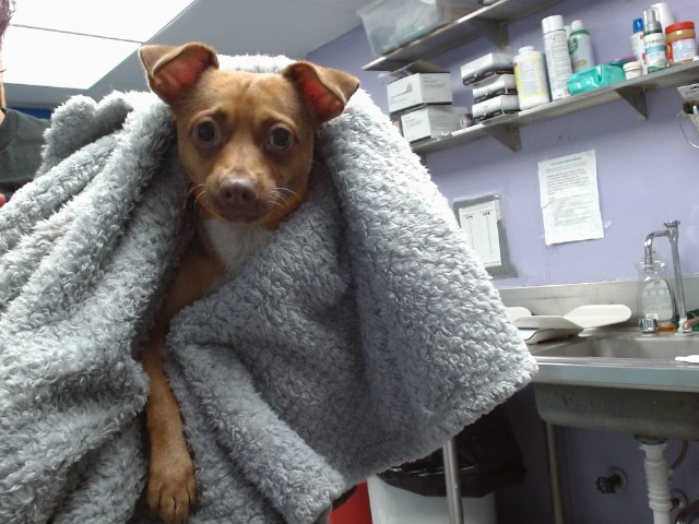 Shelter Stray Male Dog last seen CENTRAL/NEW YORK NW, 11800 Sunset Gardens Rd SW, Albuquerque, NM 87121, USA
