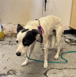Shelter Stray Male Dog last seen , 600 Aviation Dr, Camarillo, CA 93010, USA