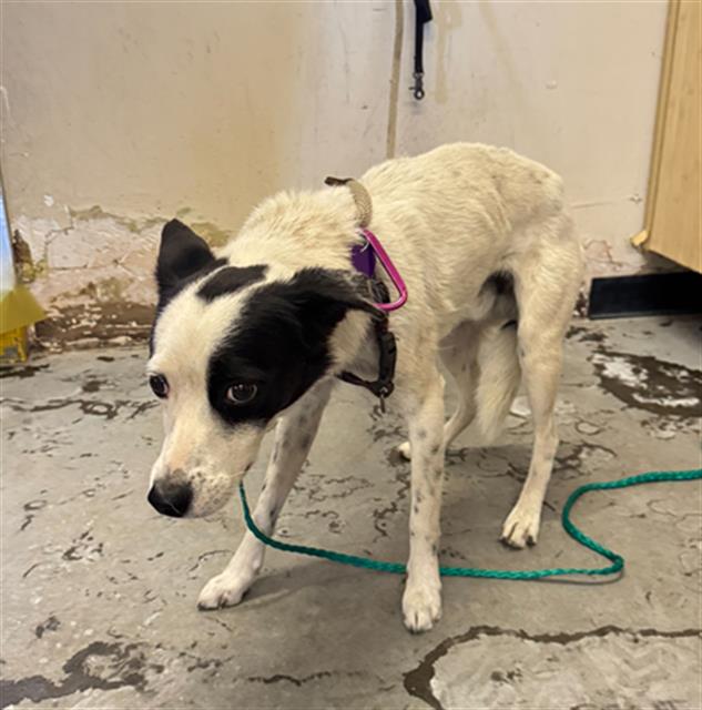 Shelter Stray Male Dog last seen , 600 Aviation Dr, Camarillo, CA 93010, USA