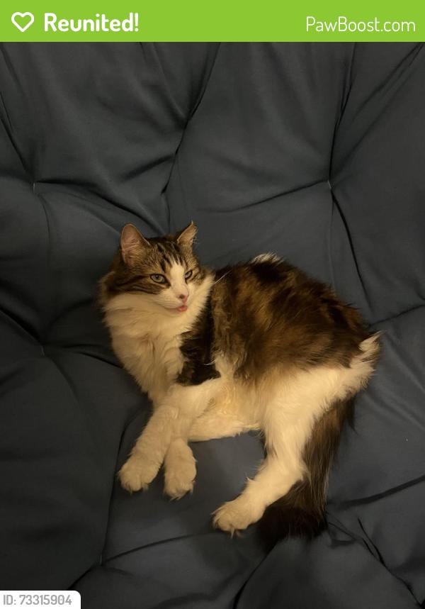Reunited Male Cat last seen Grocery store on corner of Roy and st Andre, Montréal, QC H2L 3V8