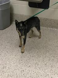Shelter Stray Female Dog last seen COLFAX AND PIGGOTT RD, 12155 Park Blvd, Brighton, CO 80601, USA