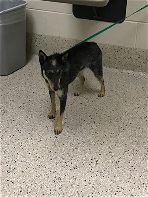 Shelter Stray Female Dog last seen COLFAX AND PIGGOTT RD, 12155 Park Blvd, Brighton, CO 80601, USA