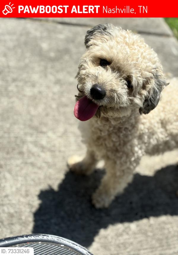 Lost Male Dog last seen 12th Ave. S, Nashville, TN 37203