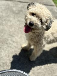 Lost Male Dog last seen 12th Ave. S, Nashville, TN 37203