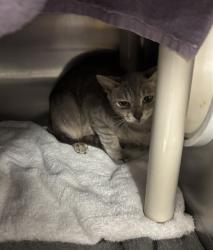 Shelter Stray Female Cat last seen Near BLOCK BEIRNE AVE, 4950 SW Triana Blvd, Huntsville, AL 35805, USA