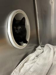 Shelter Stray Female Cat last seen MOORS MILL/US HWY 72, 4950 SW Triana Blvd, Huntsville, AL 35805, USA