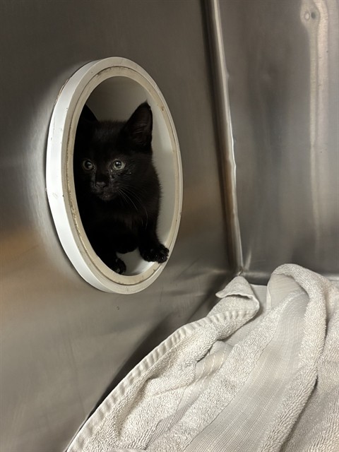 Shelter Stray Female Cat last seen MOORS MILL/US HWY 72, 4950 SW Triana Blvd, Huntsville, AL 35805, USA