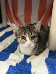 Shelter Stray Female Cat last seen Near BLOCK FLAMINGO RD SW, 4950 SW Triana Blvd, Huntsville, AL 35805, USA