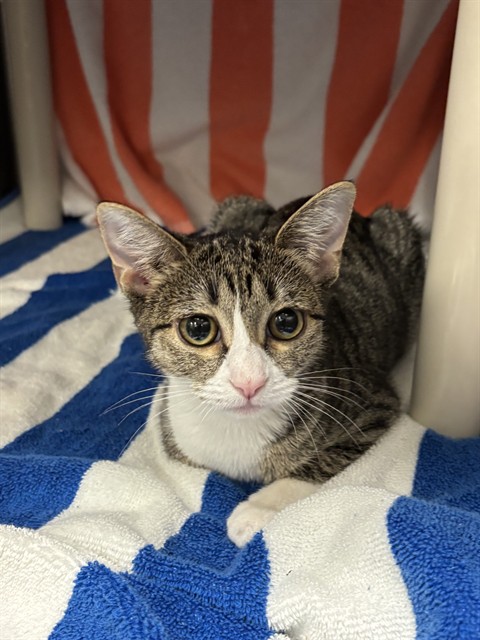 Shelter Stray Female Cat last seen Near BLOCK FLAMINGO RD SW, 4950 SW Triana Blvd, Huntsville, AL 35805, USA