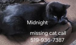 Reunited Male Cat last seen Oxford/Cheapside, London, ON N5Y 1R3
