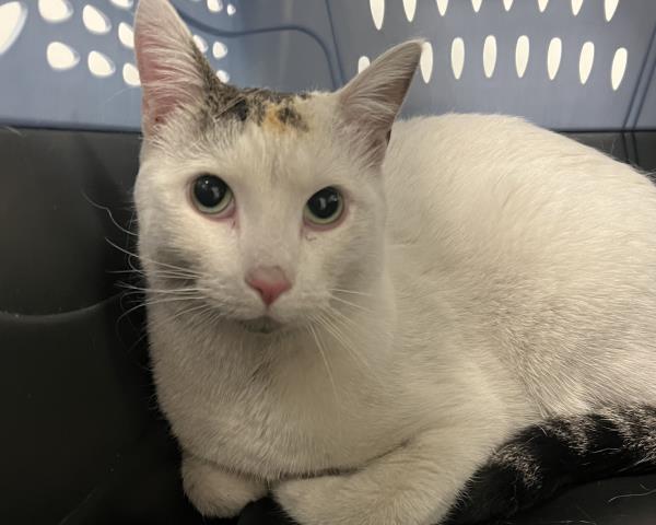 Shelter Stray Male Cat last seen Near BLOCK N GLOBEVILLE RD, DENVER CO 80216, 2080 S Quebec St, Denver, CO 80231, USA