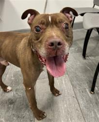 Shelter Stray Male Dog last seen FOUND IN DENVER - UNSURE WHERE, 2080 S Quebec St, Denver, CO 80231, USA