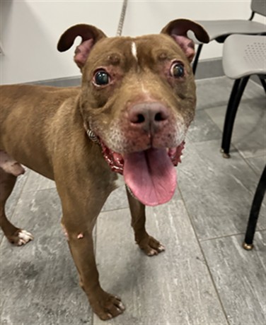 Shelter Stray Male Dog last seen FOUND IN DENVER - UNSURE WHERE, 2080 S Quebec St, Denver, CO 80231, USA