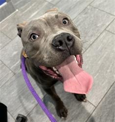 Shelter Stray Male Dog last seen Near BLOCK E 45TH AVE, DENVER CO 80249, 2080 S Quebec St, Denver, CO 80231, USA