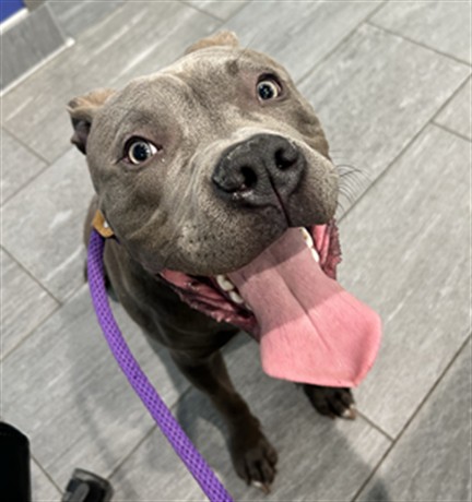 Shelter Stray Male Dog last seen Near BLOCK E 45TH AVE, DENVER CO 80249, 2080 S Quebec St, Denver, CO 80231, USA
