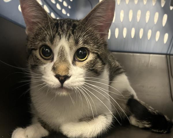 Shelter Stray Male Cat last seen Near BLOCK S BOSTON ST, DENVER CO 80247 2348, 2080 S Quebec St, Denver, CO 80231, USA