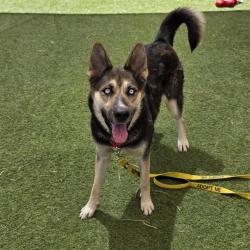 Shelter Stray Female Dog last seen S PECOS RD & E PATRICK LN, 655 N Mojave Rd, Las Vegas, NV 89101, USA