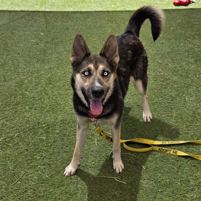 Shelter Stray Female Dog last seen S PECOS RD & E PATRICK LN, 655 N Mojave Rd, Las Vegas, NV 89101, USA