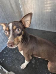 Shelter Stray Male Dog last seen PERRIN BEITEL, 4710 TX-151, San Antonio, TX 78227, USA