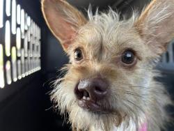 Shelter Stray Female Dog last seen , 4710 TX-151, San Antonio, TX 78227, USA