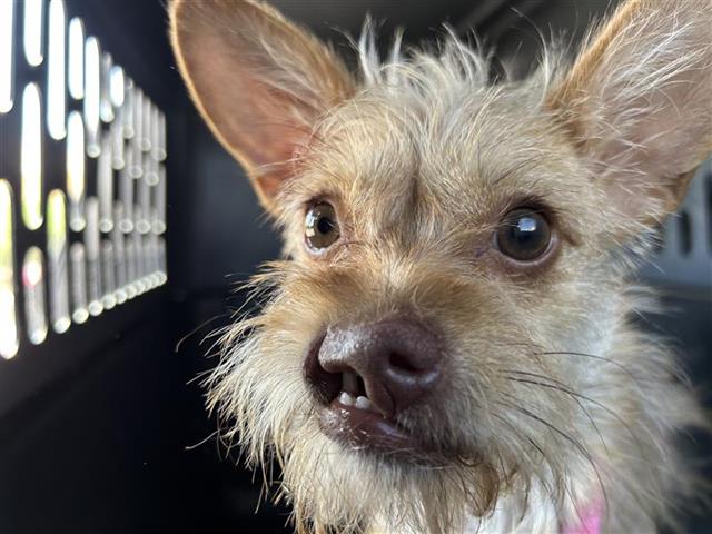 Shelter Stray Female Dog last seen , 4710 TX-151, San Antonio, TX 78227, USA
