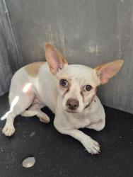 Shelter Stray Female Dog last seen PERRIN BEITEL, 4710 TX-151, San Antonio, TX 78227, USA